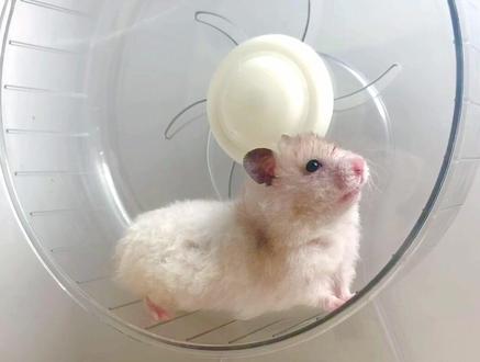 花鸟市场最常见的仓鼠之二:金丝熊|叙利亚仓鼠|黄金仓鼠!你真的了解它们吗?金丝熊饲养科普经验分享#仓鼠科普 #金丝熊 #叙利亚仓鼠 #仓鼠 #养鼠日常分享