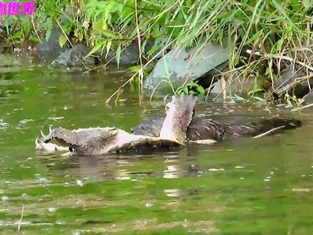 水獭啃乌龟,一个不怕啃,一个啃不怕。#神奇动物在抖音 #动物世界 #动物 #野生动物零距离 #奇妙的动物