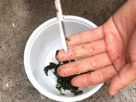 #绿毛龟 #乌龟 #巴西龟 #物理实验 是时候拿出我82年的营养液来培育绿毛龟了