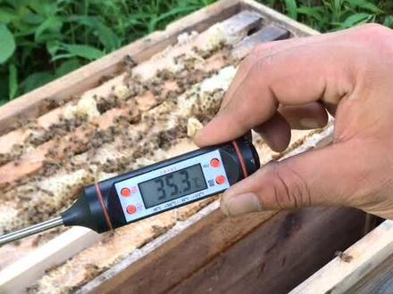 蜜蜂度夏技巧2 #养蜂技术 #养蜂技术分享 #蜜蜂养殖 #蜜蜂 @抖音小助手 @我要上热门 #企业号小助手