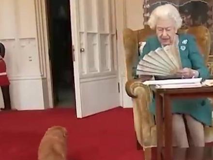 英国女王的柯基有多幸福 #柯基 #狗狗 #萌宠出道计划