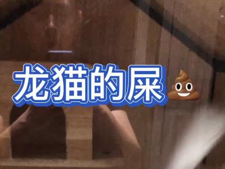 今天我们来👀👀龙猫的便便💩~#龙猫 家长帮我看看这还算软便吗?