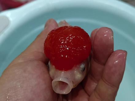 20块钱买到巴掌大金鱼,脑袋头瘤红似火,遗弃重病罗汉鱼重伤痊愈 #金鱼 #水族 #罗汉鱼