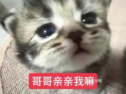 对喜欢的人我就这样 #小猫咪表情包#审美积累 #萌宠出道计划