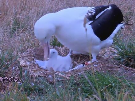 信天翁育雏最新影像:妈妈开始喂饭了,我们很好奇,小家伙到底吃的是啥?#信天翁 #鸟 #动物世界 #万物皆有灵性