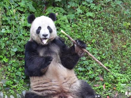 回到祖国,奔赴远方,或是新的相遇,盘点2025年大熊猫的世界旅程#大熊猫 #海外大熊猫 #大熊猫国际合作