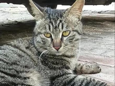 养猫人容易得的四种通病,你中了几条?#萌宠日常记录 #猫咪 #养猫的乐趣 #家有萌宠 #爱护大自然爱护动物