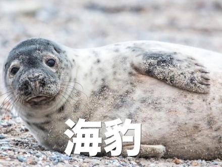 #涨知识 你能分得清海狗、海狮、海豹和海象吗?#科普 #海洋动物 #神奇动物在抖音 #动物 #萌知计划 @抖音青少年