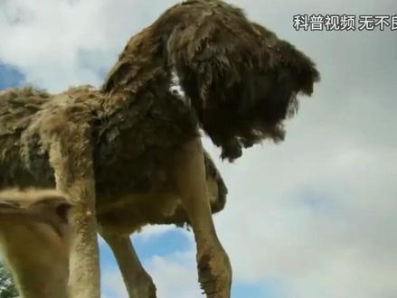 鸵鸟的战斗力有多强?非洲有15万只鸵鸟,为啥狮子不捕食? (1)#鸵鸟 #非洲 #动物 #内容启发搜索