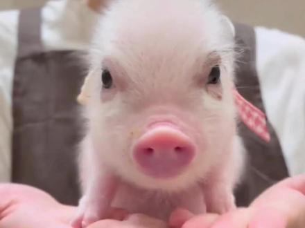 迷你香猪真的长不大吗?它只是长得慢了点而已 #神奇宠物在这里 #创作者中心 #创作灵感