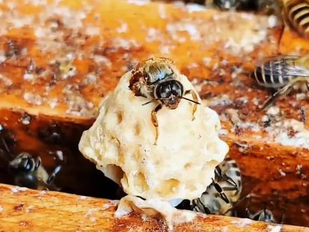 为啥蜂王出生就是王 #涨知识 #蜂王