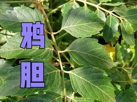 鸦胆子,看起来像苦参的植物#三农 #植物 #农业 @抖音 @抖音小助手 @农广新天地