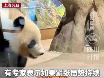 明年2月,东京上野动物园的两只大熊猫将回到中国,到那时日本全国将没有大熊猫。#中日局势 #旅日 #大熊猫