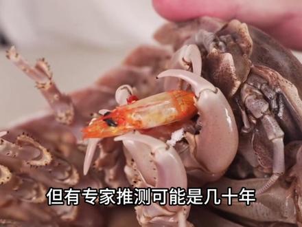 深度解读“大王具足虫”,地球上最极端的“节能主义者” #深海 #科普 #大王具足虫 #神奇动物 #抖音精选
