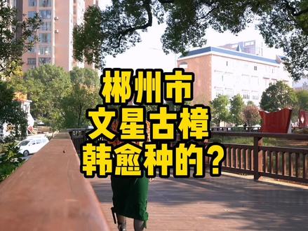 郴州市区内有一棵1200年树龄的老樟树,据说是韩愈亲自种的?因韩愈而取名“文星古樟”。#郴州 #古树 #历史古迹