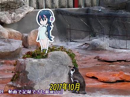 媳妇跑了、被孤立7年后,这只企鹅爱上了二次元少女 2017年,日本埼玉县东武动物公园,一只叫葡萄君的洪堡企鹅,突然开始日复一日地守在一块动漫角色立牌前。
在那之前,它失去了相伴多年的配偶,又被企鹅群体排斥,独自在展区角落里待了七年。
直到“呼噜噜”的立牌出现,它重新有了一个固定的位置、一个固定的方向。每天仰头看着她,发出求爱的叫声,连吃饭都不愿意离开。
六个月后,21岁的葡萄君病重。动物园把立牌一起搬进治疗区,陪它走完了生命最后一程。
没有人知道,一只企鹅是否真的理解爱情。
但葡萄君的故事,最终传遍了三十多个国家。