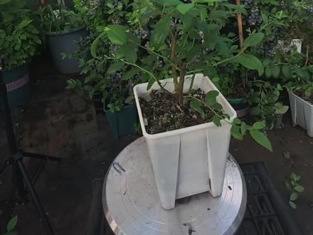 蓝莓新发的枝条怎么打顶你知道吗? 蓝莓新枝打顶,一个视频教会你。简单如放屁💨。#蓝莓种植技术 #蓝莓#阳台种植 #果树修剪 #种植小技巧