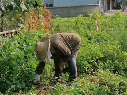 奶奶说花生熟了,回来帮忙折花生做饭#农村生活