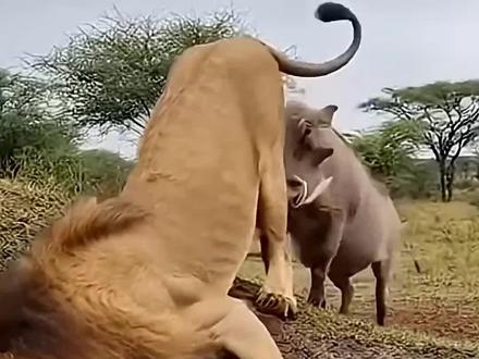 疣猪调戏狮子的瞬间#野生动物零距离 #奇妙的动物