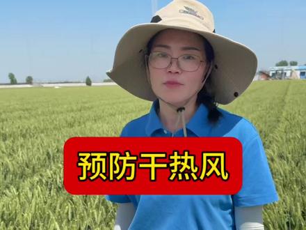 干热风即将到来 怎样预防干热风对小麦的影响#小麦 #小麦管理