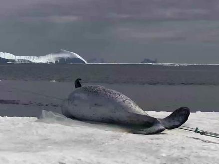 因纽特人用独木舟狩猎几吨重的独角鲸,还在冰原上抓海豹 #因纽特人 #因纽特人的生活 #纪录片解说