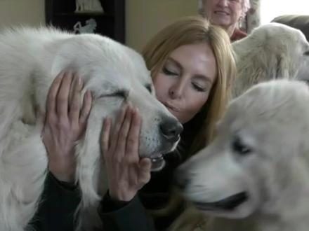 大白熊犬
世界名犬鉴赏
#萌宠