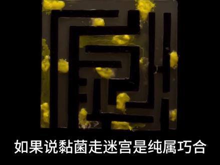 如果黏菌走迷宫是纯属巧合,那么「开口说话」!又该如何解释?#科普 #涨知识 #黏菌
