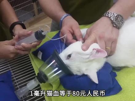 1毫升猫血卖80元,即赚钱又救命的“好事”,为什么被集体抵制?#猫血 #献血 #猫咪