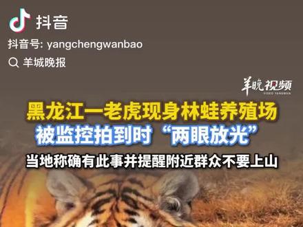 黑龙江哈尔滨阿城区#老虎#野生动物保护 #