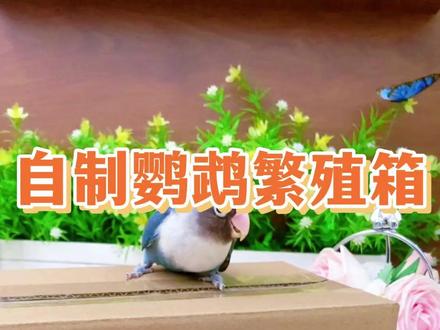 教你自制鹦鹉繁殖箱!#鹦鹉饲养技巧 @上热门话题