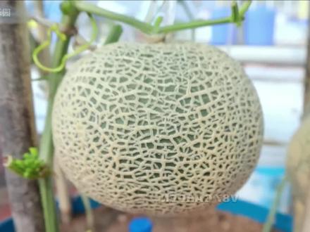 十几万的瓜,在家也能轻松种植#种植小技巧 #三农 #种植