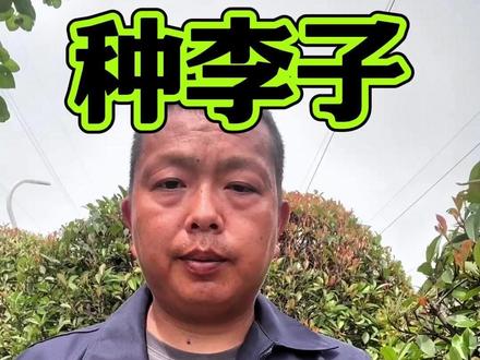 李子裂果不用慌,一个配方可预防#果树种植#李子种植#李子管理#李子丰收#李子果园