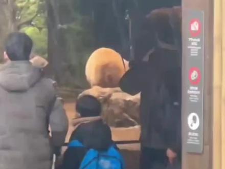 #大熊猫蕾蕾 #大熊猫晓晓 #关爱国宝大熊猫🐼🐼🐼 #关注旅外大熊猫现状
1月25日:最后公众参观日,结束后进入回国前封闭检疫与转运准备
1月27日:从东京成田机场乘包机启程回国(原定2月,提前约1个月)
1月28日:预计抵达中国,随即进入30天隔离检疫期(重点监测心理与健康)
2月下旬:隔离期满后,转入中国大熊猫保护研究中心专属基地(大概率雅安碧峰峡或卧龙神树坪),启动刻板行为改善与环境适应计划!