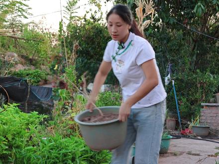 40多度高温,用这个方法种植空心菜,一点不受影响依然又绿又嫩。 #种菜 #我的乡村生活 #种菜小技巧