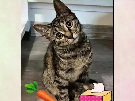 萝卜纸巾挑战 AI 模板来了!大笨猫在线示范 “蒙答案” 的正确姿势~不用费心剪辑,一键生成萌宠大片!#记录猫咪日常 #萝卜纸巾猫咪模仿挑战 #剪映AI模板 #猫咪的迷惑行为 #铲屎官的快乐