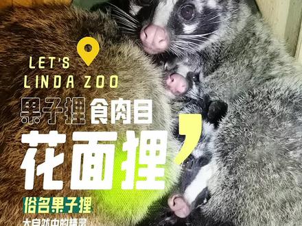 #萌宠 #小浣熊 #这也太可爱了吧 #萌宠出道计划 #动物的迷惑行为 果子狸,学名花面狸@没有名字的绵羊 @宇宙怪兽研究中心 @热带雨林动物园