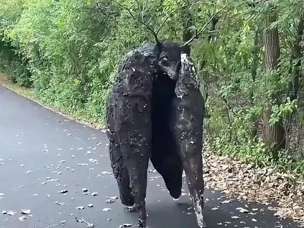 野外遇到这种情况赶紧跑#科普一下 #大自然 #危险无处不在 #奇观