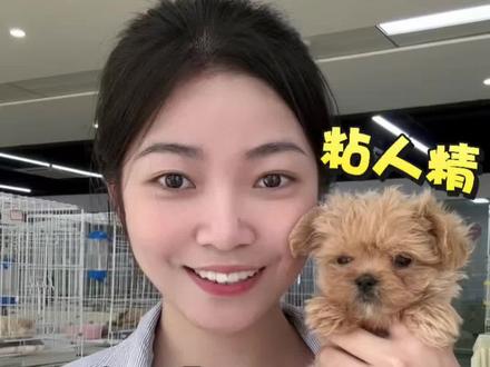 马尔泰这种小狗究竟粘人到什么程度呢!#马尔泰 #小型犬 #深圳犬舍 #深圳马尔泰 #宠物科普