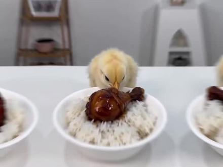 小妹妹你挺牛逼克拉斯呀#创意菜品 #乌鸡 #一只鸡的百种做法 #鸡胚 #烹饪艺术