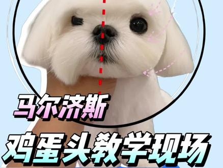 #真实生活分享计划
别再问马尔济斯值不值得养啦~
看完这个鸡蛋头改造视频,不好看你来找我!
之前那只毛打结的“小流浪”,经过我们老师的手,直接变身行走的小仙女~
想知道怎么更高效的修剪狗狗!关注+每天都有新知识
#其乐宠美 #狗狗美容 #马尔济斯变装 #抖音vlog十亿流量扶持计划