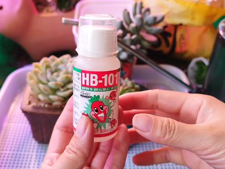 多肉夏天服盆难,使用101真的有用,如何使用,看分享#HB101 #多肉服盆