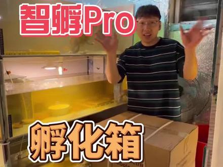 龟蛋孵化箱开箱 智孵Pro@智孵Pro企业店 @平城龟友(传递版) #智孵Pro #孵化龟蛋 #蛋龟 #创作者扶持计划 #龟宠时代 开箱视频,养龟,孵化必备,主打一个性价比#