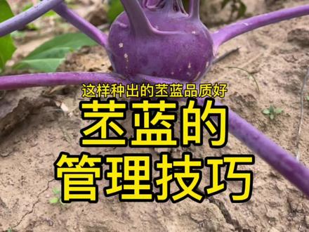 苤蓝的管理技巧,苤蓝即漂亮又营养丰富#农业种植 #种植小技巧