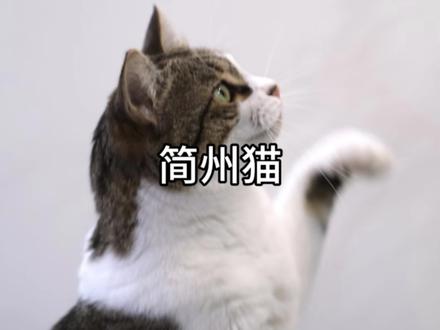 每天教你认识一种猫咪#简州猫#猫咪#萌宠 #宠物知识