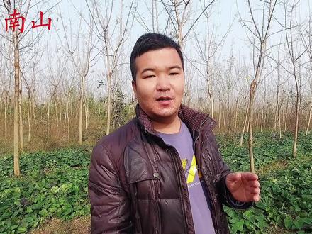 红薯叶泡水有啥好?对我们的健康有着重要意义,了解下吧