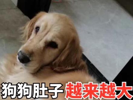 狗狗肚子越来越大,得了腹水怎么办#萌宠进阶指南