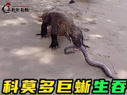 三嫂科莫多巨蜥生吞海鳗,2米长辣条一口吞不带咀嚼,不怕噎着吗#爬行动物 #野生动物零距离 #野生动物 #科莫多巨蜥 #海鳗