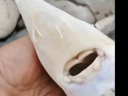 不是什么鲟鱼都是保护物种。重庆范围常见的就是长江鲟(达氏鲟)才是一级保护。所以钓友们钓到了不要乱放流,说不定还可以放油,就是有点费酒#保护生态环境 #钓鱼 #钓鱼人 #万物皆有灵性 #户外