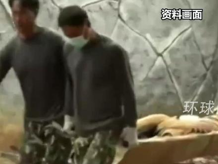 72只老虎集中死亡,泰国通报