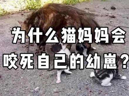 为什么猫妈妈会抛弃甚至咬死自己的幼崽? #猫 #猫咪 #猫妈妈与猫宝宝 #善待动物关爱生命 #宠物 #每个生命都值得被善待